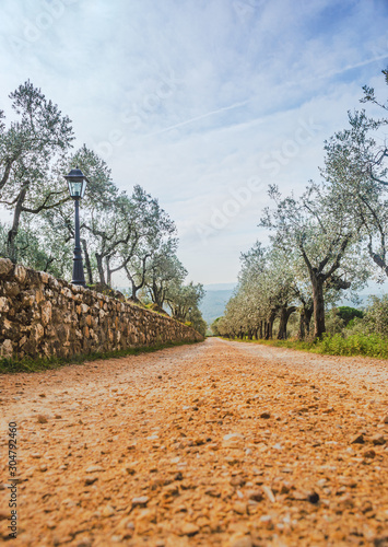 Dirt country road in Tuscant among olive trees