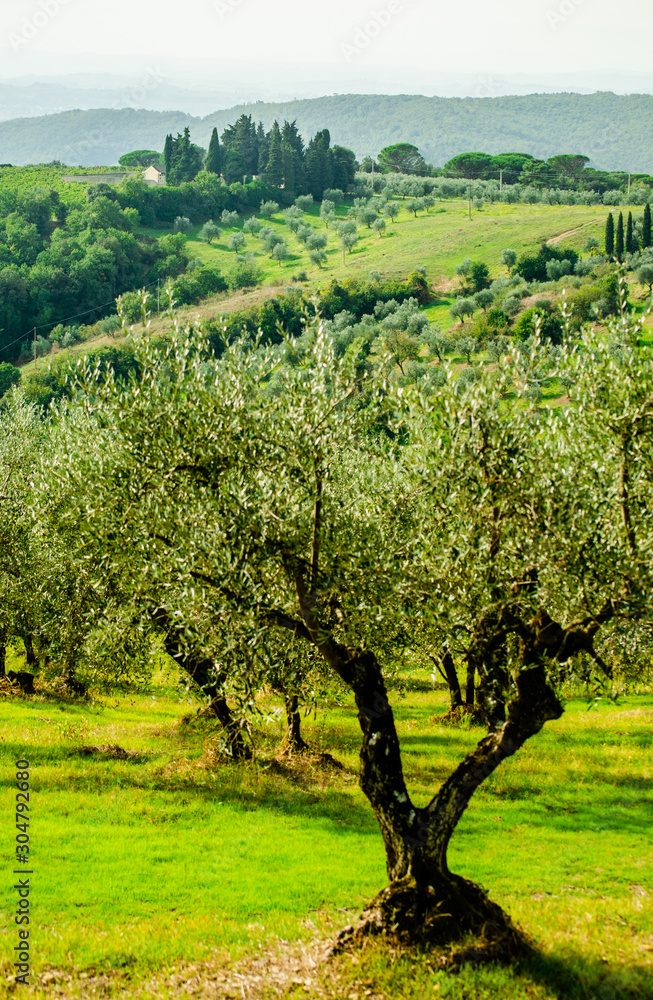 Sunny green olive trees grove cultivation in regular row Sunny green olive trees grove cultivation in regular row