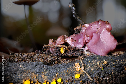 Der Pilz Fleischroter Gallertbecher in einer Symbiose mit Konidien Schwarzbecher und gleben Schleimpilzen photo