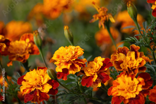 Flowering marigolds close-up.