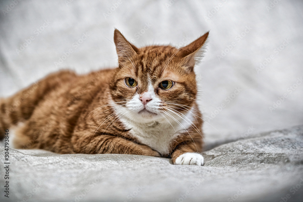 Portrait of a domestic cat in the studio on a gray background. Photographed in high key.