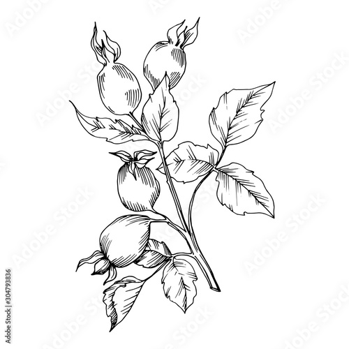 Rose hip branch with fruit botanical foliage. Black and white engraved ink art. Isolated rosehip illustration element.