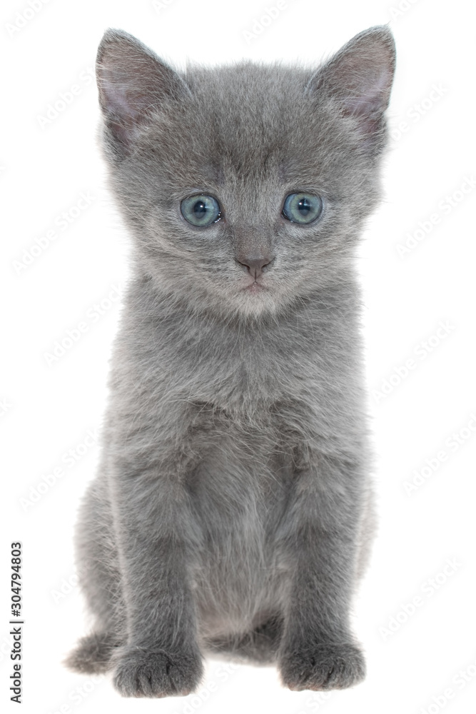 Small gray shorthair kitten sitting isolated Small gray shorthair kitten sitting isolated