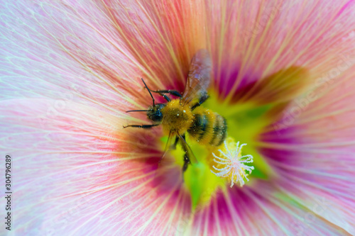 Billede på lærred Bee collects flower nectar of malva