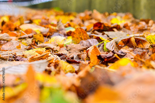 Closeup of Autumn Leaves Background