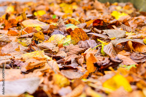 Closeup Autumn Leaves Background