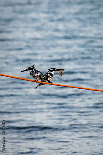 Two pied kingfishers (Ceryle rudis) perched on a mooring line, one with fish prey, Lake Victoria, Uganda