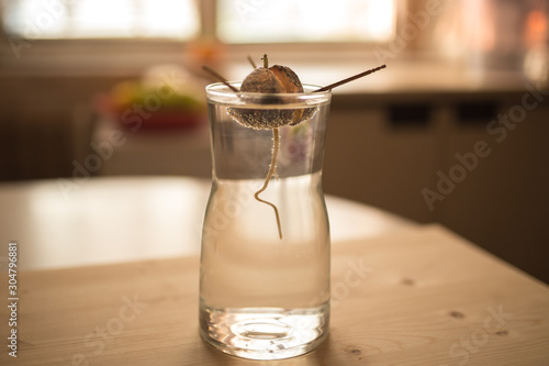 DIY idea grow your own avocado plant. A ditail, close up view of avocado seed with root, young sprout and leaves in the glass with water. Home background Grow at home indoor concept. photo