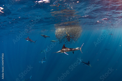 Marlins and sea lions hunting in group in Magdalena Bay, Baja California Sur, Mexico.