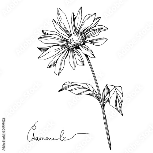 Vector Chamomile floral botanical flower. Black and white engraved ink art. Isolated flowers illustration element.
