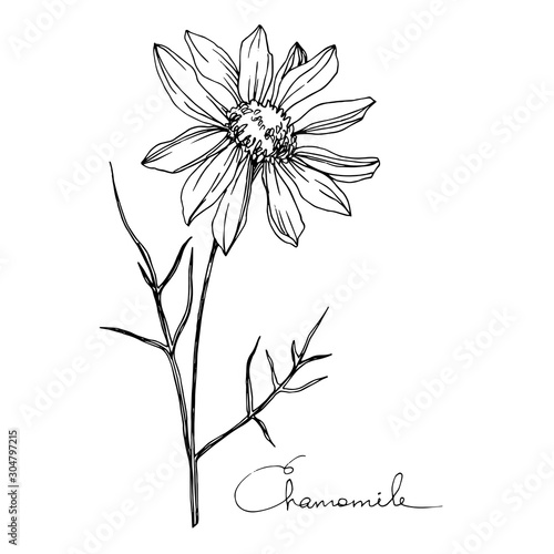 Vector Chamomile floral botanical flower. Black and white engraved ink art. Isolated flowers illustration element.