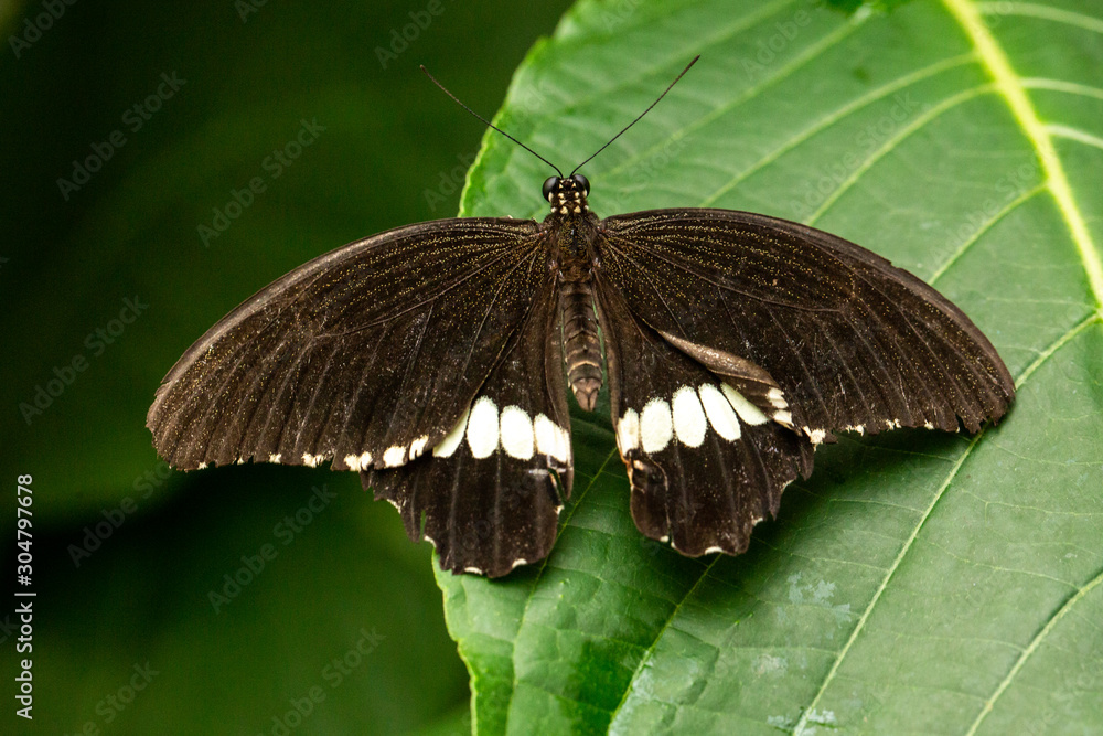 Fototapeta premium Kleiner Mormon Papilio polytes 