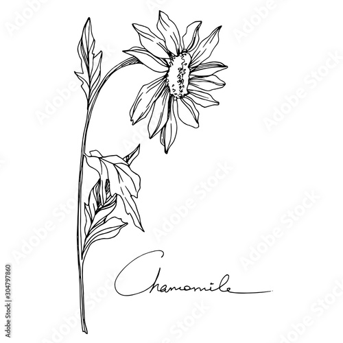 Vector Chamomile floral botanical flower. Black and white engraved ink art. Isolated flowers illustration element.