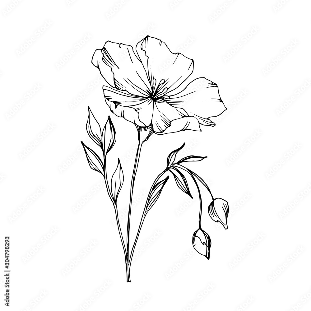 Obraz premium Vector Flax floral botanical flowers. Black and white engraved ink art. Isolated flax illustration element.