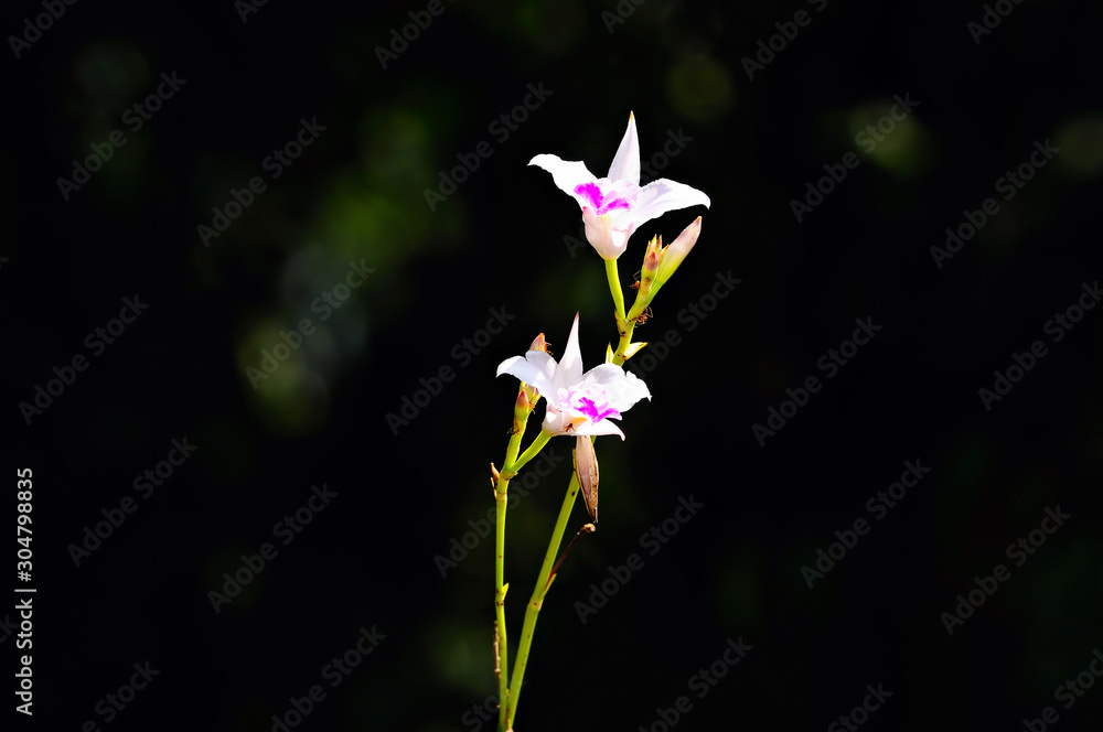 Fototapeta premium close up small orchids from Thailand