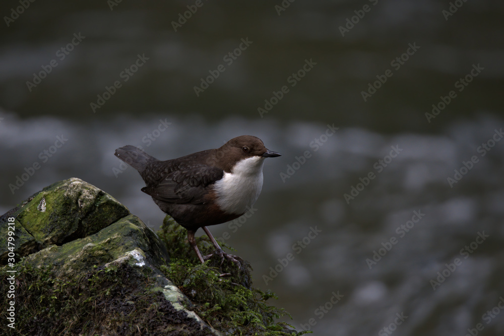 Dippers on the river dove in Derbyshire Dippers on the river dove in Derbyshire
