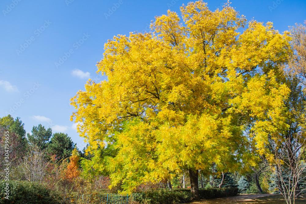 Fototapeta premium Big tree in autumn Park. Background of beautiful colorful orange and yellow leaves. Autumn background.