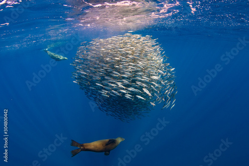 Californian Sea Lion hunting and feeding in a bait ball in Magdalena Bay, Baja california sur, Mexico.