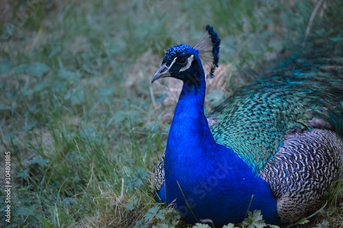 Wallpaper Mural Un precioso pavo real contemplando el paisaje. Torontodigital.ca