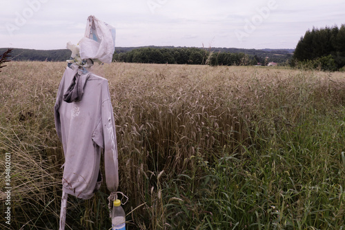 Corn fields