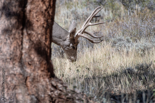 A deer peeks his head out from behind a tree.