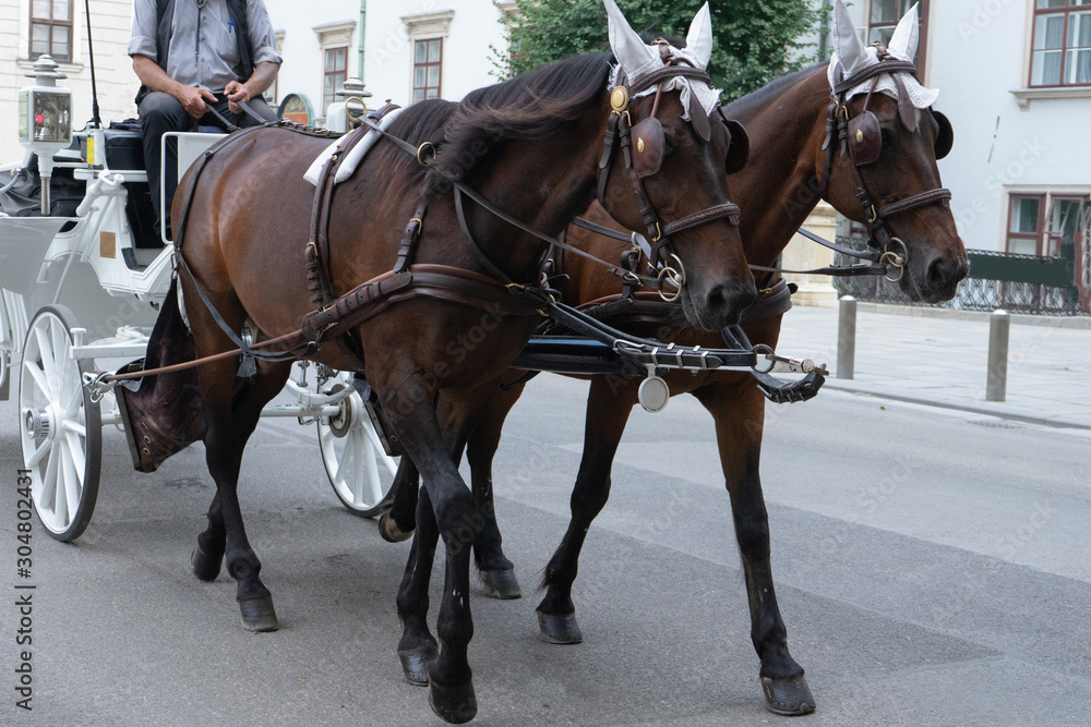 Coach driving in the streets of vienna, Austria with the baroque carriage vehicle with horses for a historic classical tour.