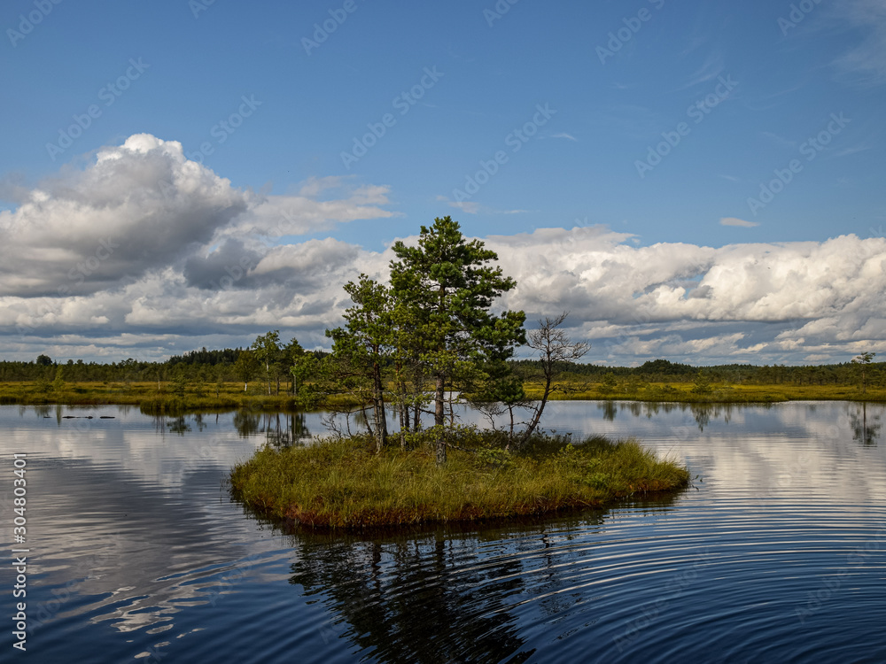 Island in the bog, golden marsh, lakes and nature environment, clear blue sky and white clouds