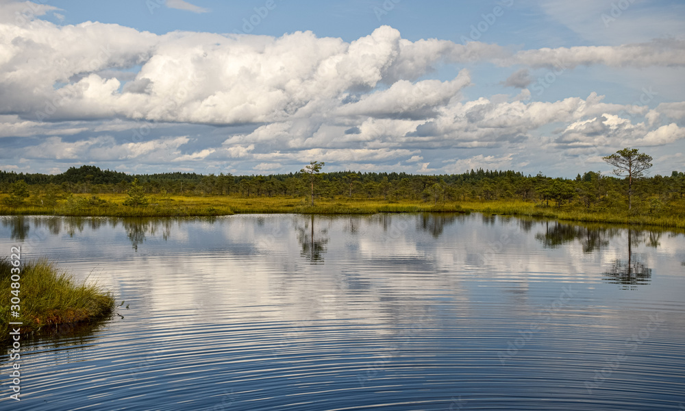 Island in the bog, golden marsh, lakes and nature environment, clear blue sky and white clouds