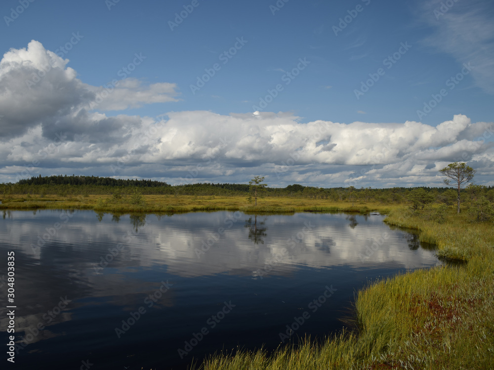 Island in the bog, golden marsh, lakes and nature environment, clear blue sky and white clouds Island in the bog, golden marsh, lakes and nature environment, clear blue sky and white clouds