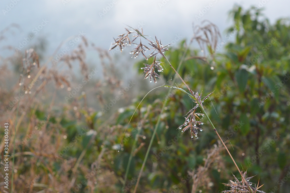 Tautropfen an Grashalm bei Morgenstimmung Tautropfen an Grashalm bei Morgenstimmung