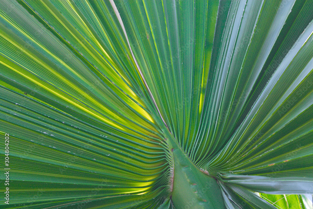 Fototapeta premium Palmblatt auf Insel Kreta einzeln fotografiert.