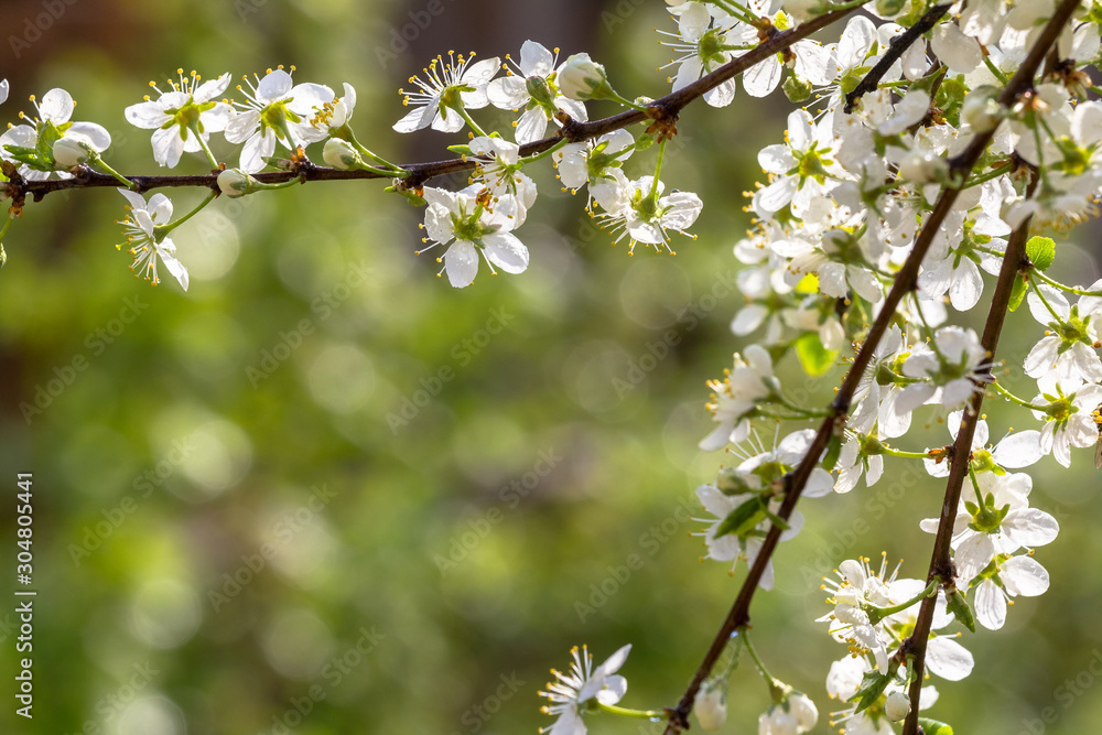 branch with plum flowers, beautiful backdrop for design branch with plum flowers, beautiful backdrop for design