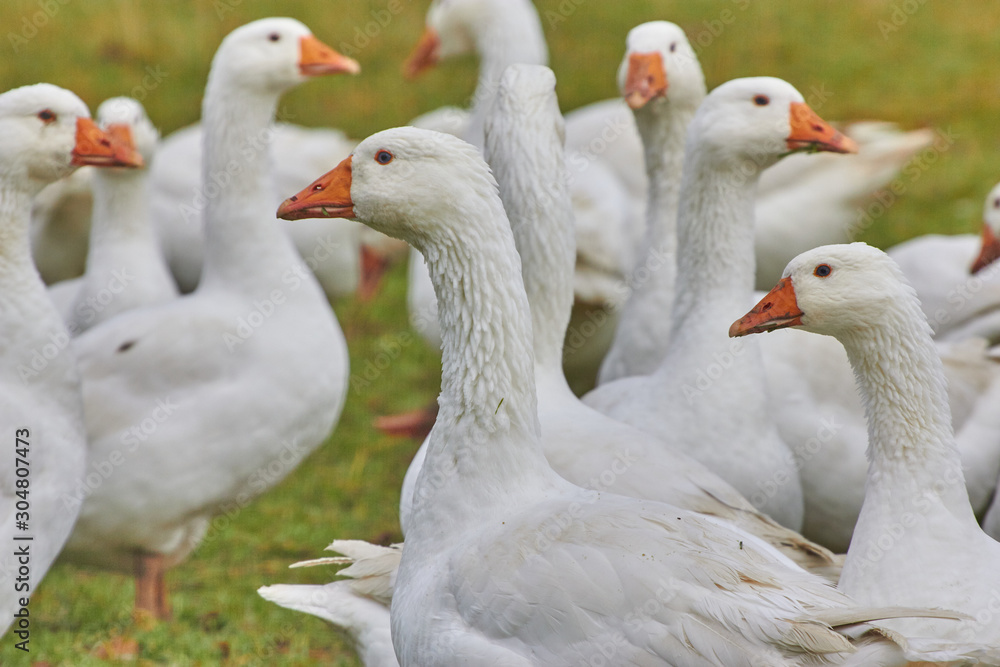 Gans Gans