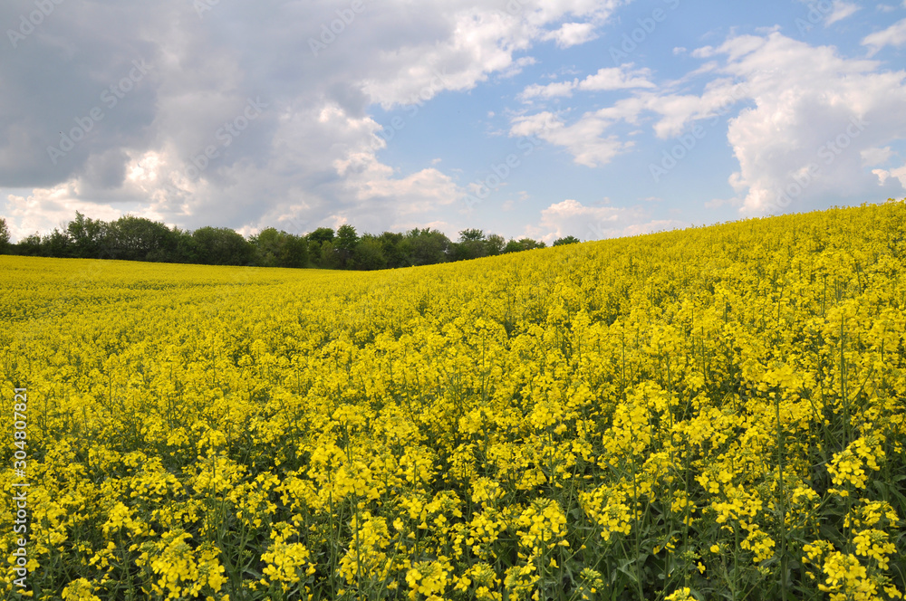 Landscape with rapeseed field.