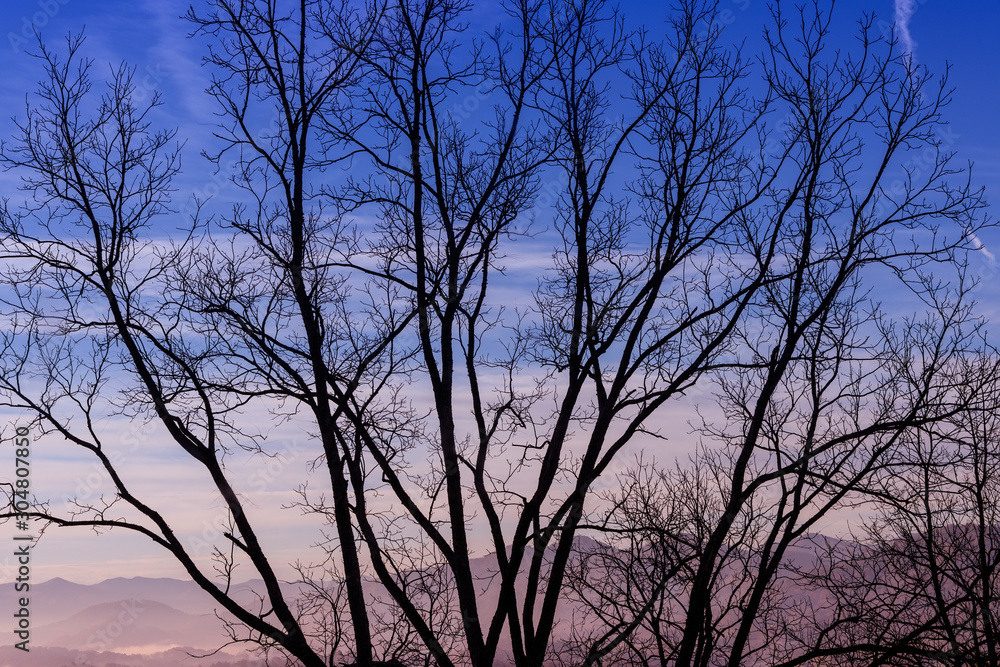 Tree Silhouette and Evening Sky Tree Silhouette and Evening Sky