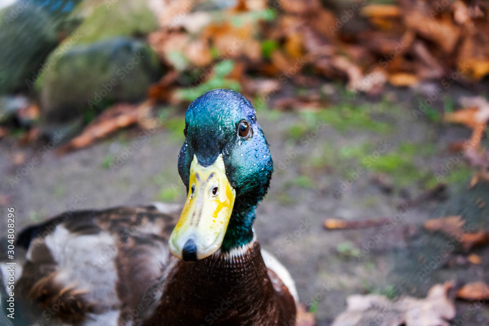 duck on the background of autumn foliage in the park, gullibly looks into the eyes, bright and colorful duck on the background of autumn foliage in the park, gullibly looks into the eyes, bright and colorful