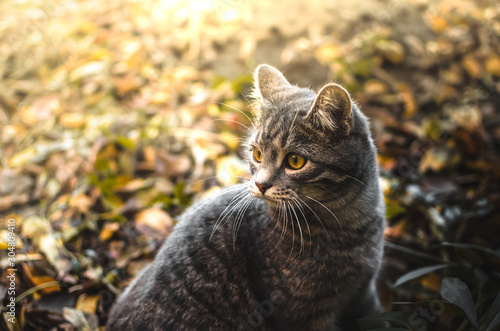 Portrait of a gray tabby very fluffy kitten in beautiful warm lighting in the backyard © FellowNeko