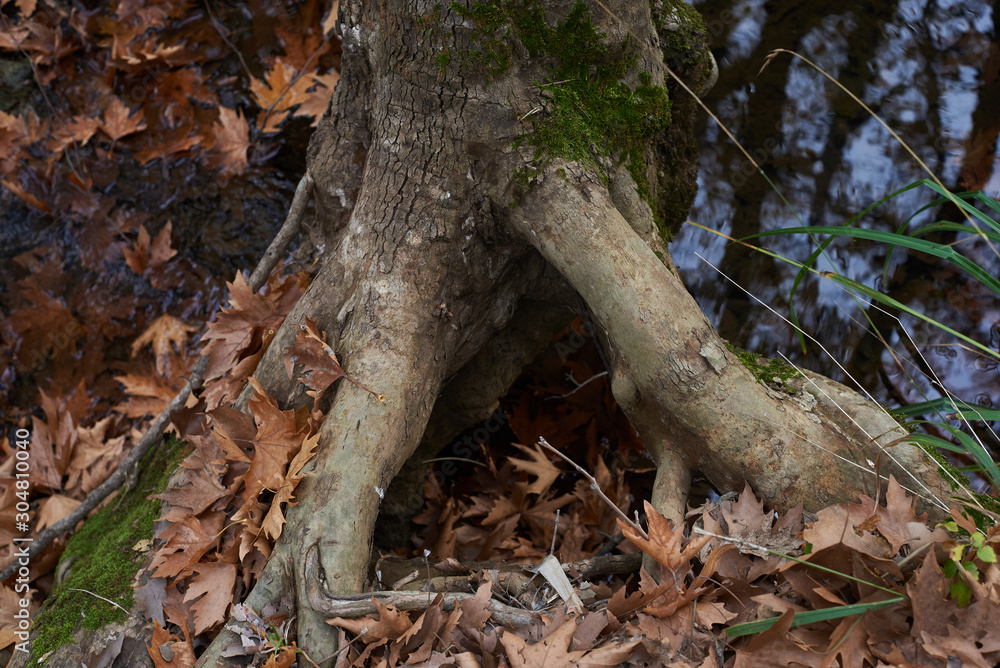 Roots of a plane tree.