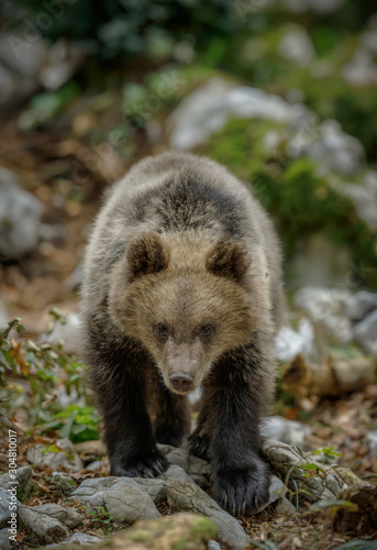 Bear cub in portrait