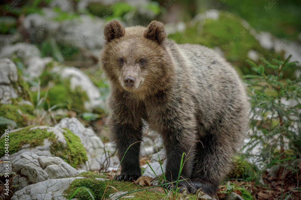 Brown bear cub in Europe