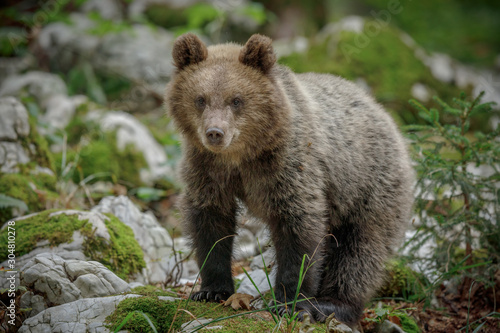 Brown bear cub in Europe