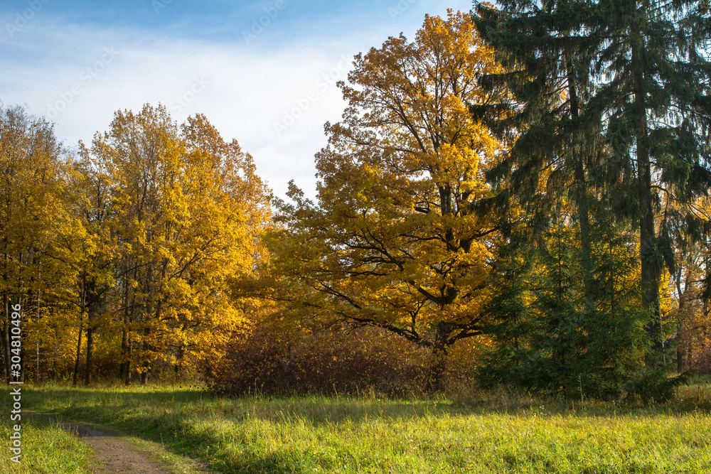 A forest with colorful trees and sunlight, yellow leaves fallen on the path. Sunny Golden autumn, Autumn Landscape