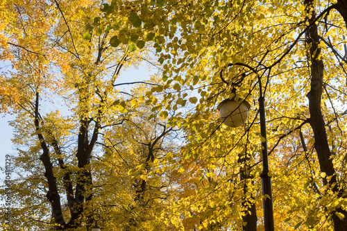 lantern among the foliage of trees in the park, golden autumn