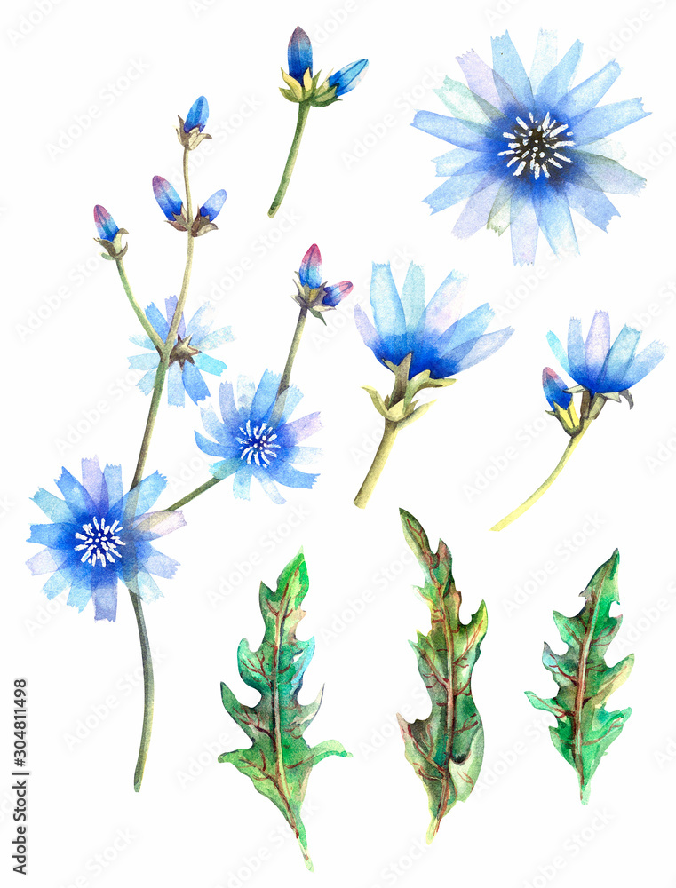 Naklejka premium watercolor illustration - flowers, buds and chicory leaves