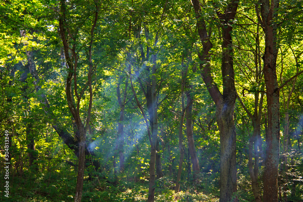 Smoky sunshine rays passing through tree branches in the forest. Smoky sunshine rays passing through tree branches in the forest.