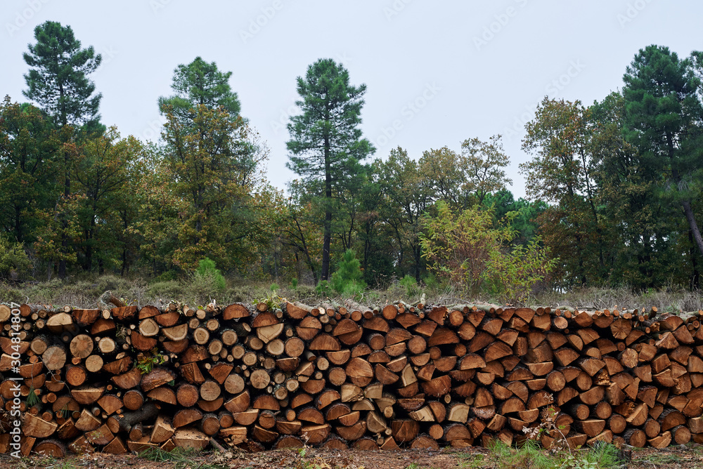 Logging. Stack of cut woods in a forest.