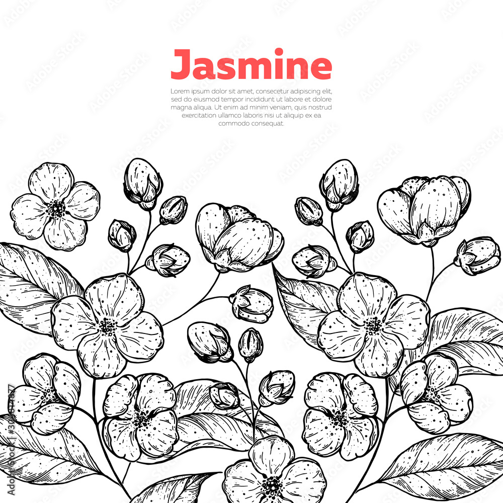 Jasmine sketch. Hand drawn vector illustration. Jasmine frame. Design template.
