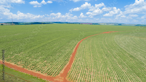 Aerial view of a farm with soy, sugar cane or bean plantation. Brazilian farmland.