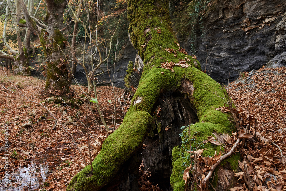 plane tree full of moss in a forest. plane tree full of moss in a forest.