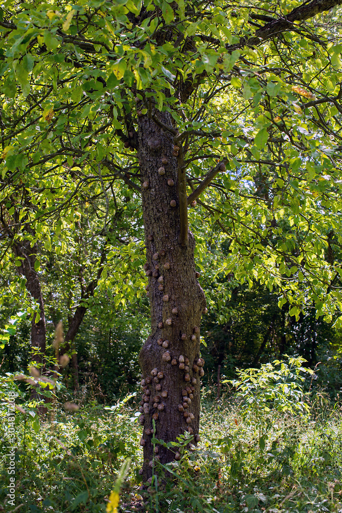 Fototapeta premium Grape snail, in a natural habitat, a culinary delicacy